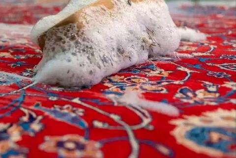 Mousse chargée de saleté remontant du velours d’un tapis persan rouge en cours de lavage